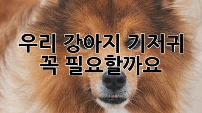 우리 강아지, 기저귀 꼭 필요할까요? 🤔